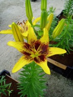 [1620 TigerPlay No01.JPG]